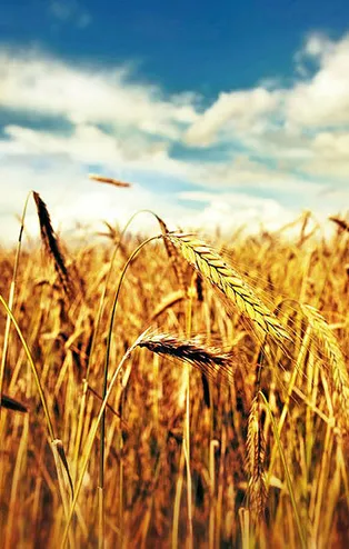 Rüyada buğday görmek ne anlama gelir?