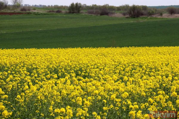 Trakya'da kanola yerini tekrar ayçiçeğe bıraktı - 5