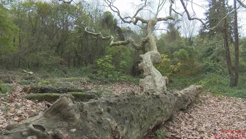 İstanbul’un en yaşlı ağacı! Sarıyer Bahçeköy’deki Doğu Çınarı tam bin 300 yaşında