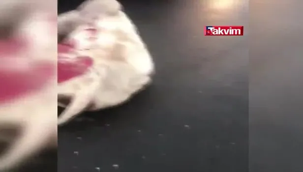 Tırdan düşen ineğe 2 otomobil çarptı