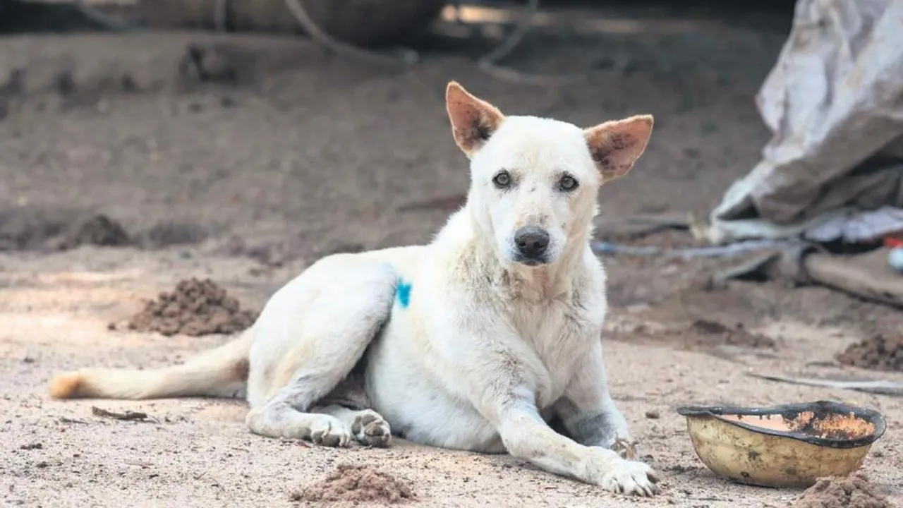 ’Dog’ru karar