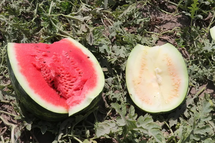 on-numara-karpuz-secmenin-yontemi-belli-oldu-meger-tam-o-kisma-baktiginizda-1717576720997.jpg Meğer hep yanlış yapıyormuşuz! On numara lezzetli karpuz seçmenin formülü belli oldu-6