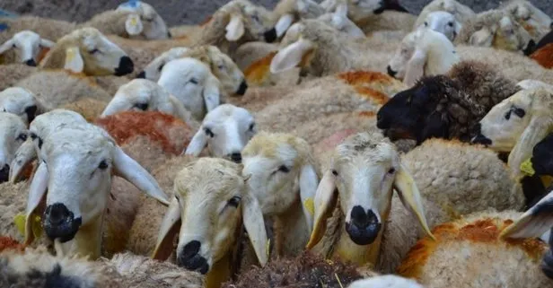 kurban eti nasil dagitilir pay edilir