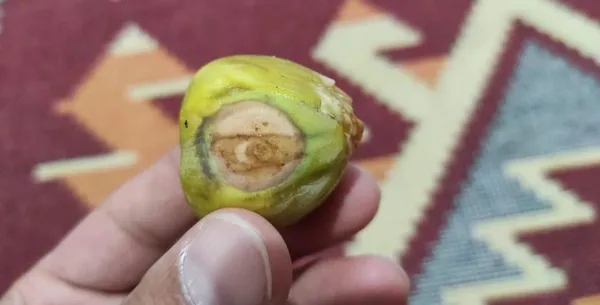 siirtte-sasirtan-goruntu-incirin-uzerinde-ay-yildiz-1631359144319.jpg Siirt'te şaşırtan görüntü! İncirin üzerinde ay yıldız-4