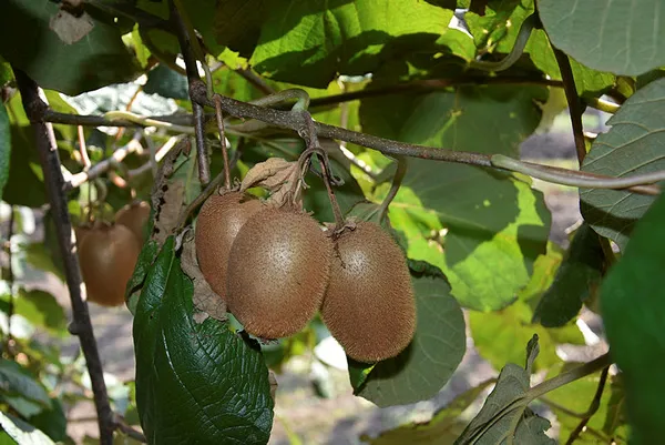 Banka sektörünü bıraktı kivi yetiştiriciliğine başladı! Türkiye'nin dört bir yanına gönderiyor!-6