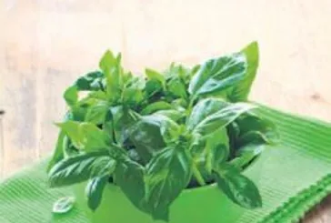 Böbreklere fesleğen