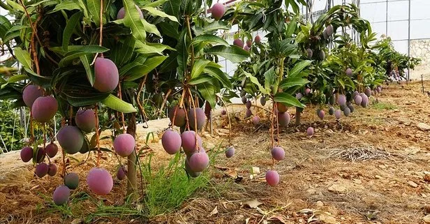 SON DAKİKA: Türkiye’nin tropikal meyve ihracatı son 3 yılda yüzde 38 arttı