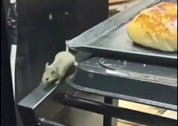 1652447777541.jpg Kocaeli'de mide bulandıran görüntü! Lağım faresi poğaçaların içinde cirit attı! O görüntülere inceleme-2