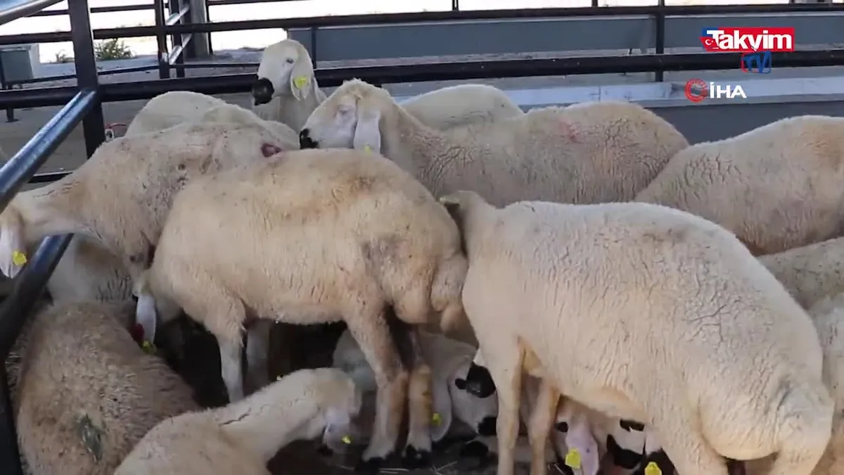 6 yetiştirici koyun ve koçlarına kavuştu