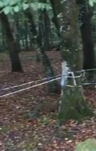 Belgrad Ormanı’nda 'Kaşıkçı' araması