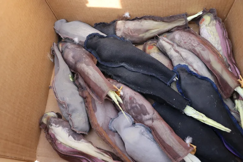 Sınırda pes dedirten olay! Papağanları sınırdan kaçak sokmaya çalıştı - 4