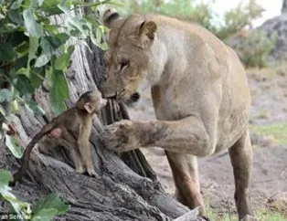 Aslan'ın şaşırtan hareketi