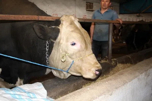 72-bin-500-liraya-satildi-dev-tosun-1-ton-220-kilogram-agirliginda-1656315868079.jpg 72 bin 500 liraya satıldı! Dev tosun 1 ton 220 kilogram ağırlığında-2