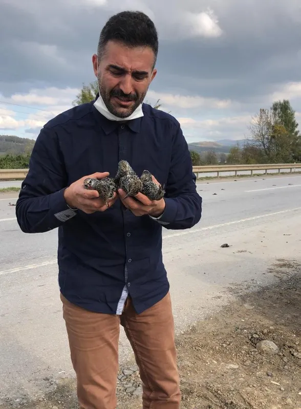 sakarya-hendekte-e-5-uzerinde-50-civarinda-sigircik-kusu-olu-ve-yarali-bulundu-1605874686569.jpg Sakarya Hendek'te E-5 üzerinde 50 civarında sığırcık kuşu ölü ve yaralı bulundu-4