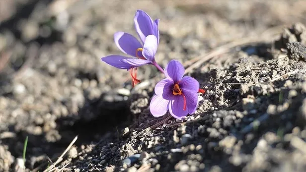 dunyanin-en-pahali-bitkisi-unvanini-kimseye-kaptirmiyor-fiyatini-duyanin-gozleri-portluyor-1692256450187.jpg Fiyatını duyan şaştı kaldı! Dünyanın en pahalı bitkisi ünvanını kimseye kaptırmıyor-6