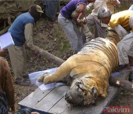 Midesine güvenenler baksın! Kulak ağrısıyla hastaneye giden adamın kulağından çıkanlar dünyayı şoke etti - 27