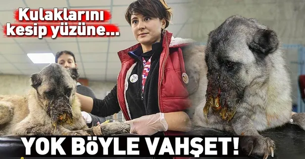 Osmaniye'de vahşet! Köpeğin yüzüne kezzap attılar!