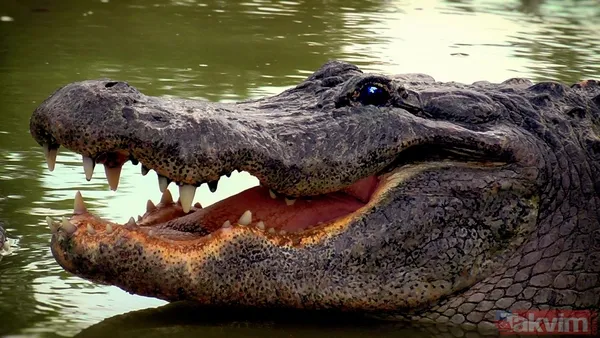 Dünyanın en tehlikeli 10 hayvanı açıklandı! Zirvedeki canlının tek ısırığı yetiyor - 6