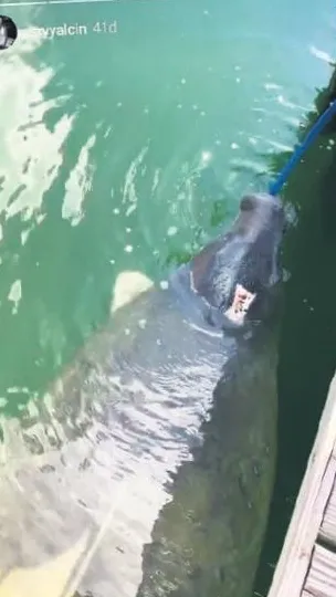 İkoncan Süreyya Miami’de deniz aslanı besledi-2
