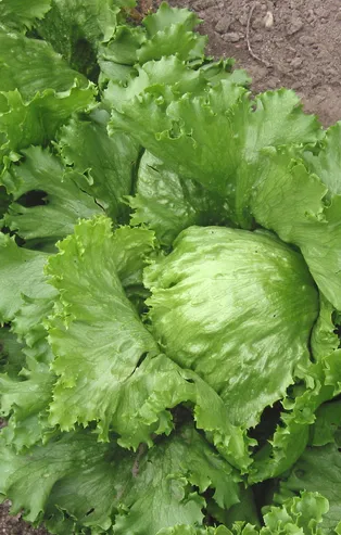 Rüyada marul görmek ne anlama gelir?