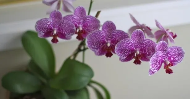 Sevgililere 2 milyon orkide