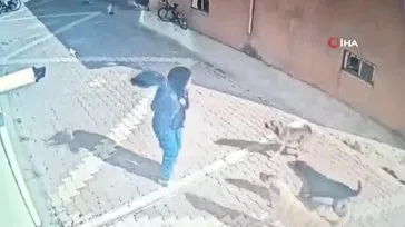 Konya Seydişehir’de başıboş köpek dehşeti kamerada! Köpekler kız öğrenciye böyle saldırdı
