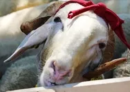 Kurban kesimi duası Türkçe - Arapça! Kurban keserken okunacak dua! Kurban keserken nasıl niyet edilir?