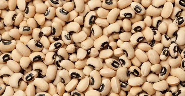 Börülce hücreleri yeniler