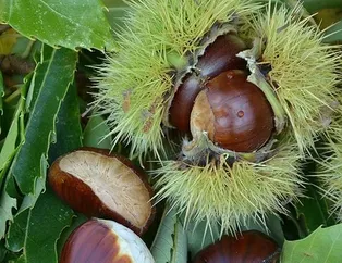 Rüyada kestane toplamak ne anlama gelir? Rüyada kestane toplamak neye işarettir? Rüyada kestane yemenin anlamı nedir?