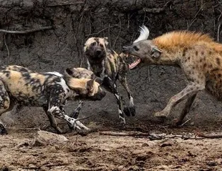 Vahşi doğada acımasız karşılaşmalar!
