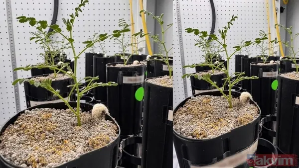 Ay’da tarım başlıyor mu? Bilim insanları Ay toprağında nohut yetiştirdi - 7