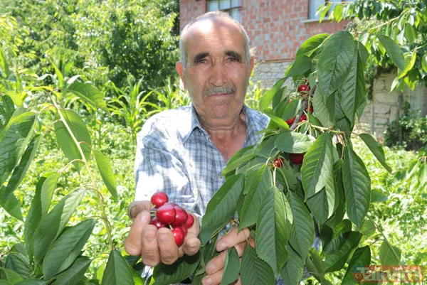 Balıkesir Bigadiç'te 650 rakımlı mahallede yetişen kirazın kilosu bahçede 2 lira pazarda 15 lira - 5