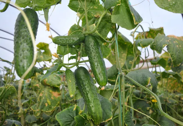 Rusya Ukrayna savaşı meyve-sebze ihracatını durdurdu! Fiyatlar düştü: Hıyarın foyası ortaya çıktı