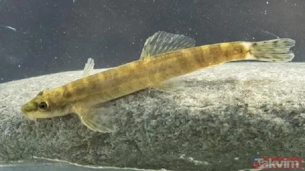 Leonardo DiCaprio’nun Türkiye paylaşımı heyecan yarattı! 47 yıl sonra ortaya çıktı: Batman Bantlı Çöpçü Balığı - 5