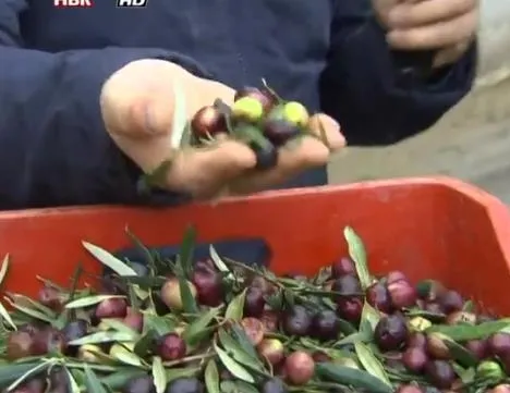 Zeytindeki hileye dikkat! Ayakkabı boyası bile kullanılmış