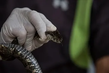 İstanbul’un 3 ilçesinde tehlike büyüyor: Dev canlılar kış uykusundan uyandı, boyları 2.5 metreyi buluyor! Karşılaşırsak ne yapmalıyız?