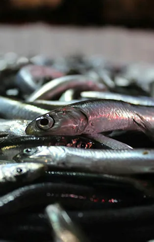 Balıkçılar hamsi için o bölgeye akın etti! Fiyatlar 15 TL'ye düştü