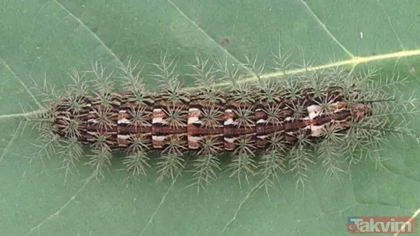 Bir ısırıkta gelen ölüm! Dünyanın en tehlikeli 10 böceği açıklandı - 4