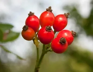 Selülitlere kuşburnu