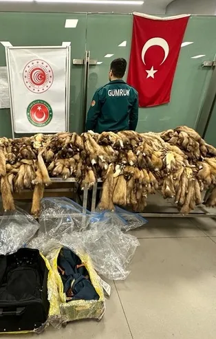 İstanbul Havalimanı'nda bin 200 tane samur postu ele geçirildi!