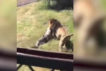 Böylesi daha önce yaşanmadı! Korkunç aslan saldırısı görenleri şoke etti! Sonrasında olanlar ise tam bir mucize...