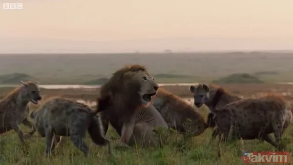 Cesur aslan onlarca sırtlanın arasında girdi! Vahşi doğada şoke eden kare! Sonrasında ise kaçınılmaz ölüm - 24
