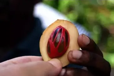 Tansiyona karşı muskat yeter