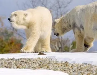 Kırmızı alarm! Kutup ayıları her yeri istila etti...