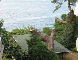 Boğaz’daki fıstık çamını kestiler