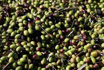 Zeytin unutkanlığa birebir