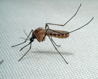 İstanbul’da salgın hastalık paniği!