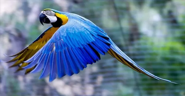 Antalya’da petshop denetimi: Çipsiz 97 papağan ele geçirildi