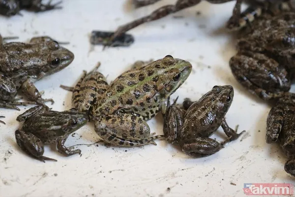 Günlük 900 lira kazanıyorlar! Türkiye'nin birçok ilinden toplanan kurbağalar Avrupa'ya ihraç ediliyor - 39