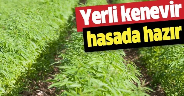 Yerli kenevir hasada hazır
